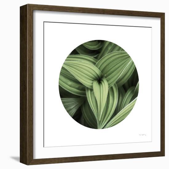 Corn Lily Circle II-Alan Majchrowicz-Framed Photographic Print