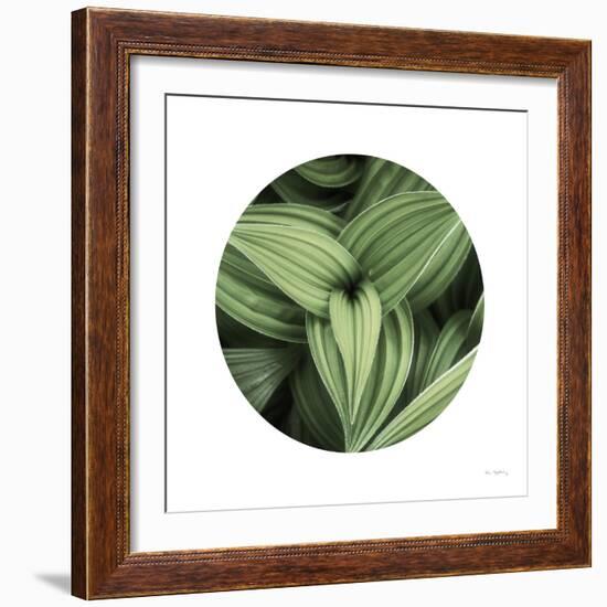 Corn Lily Circle II-Alan Majchrowicz-Framed Photographic Print