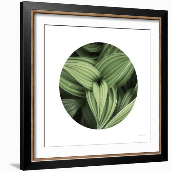 Corn Lily Circle II-Alan Majchrowicz-Framed Photographic Print