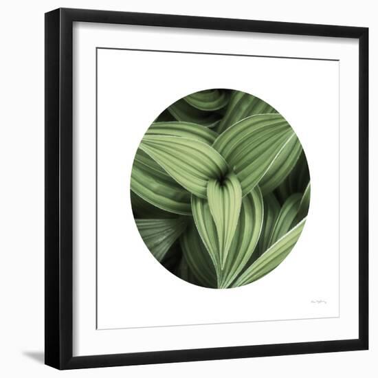 Corn Lily Circle II-Alan Majchrowicz-Framed Photographic Print