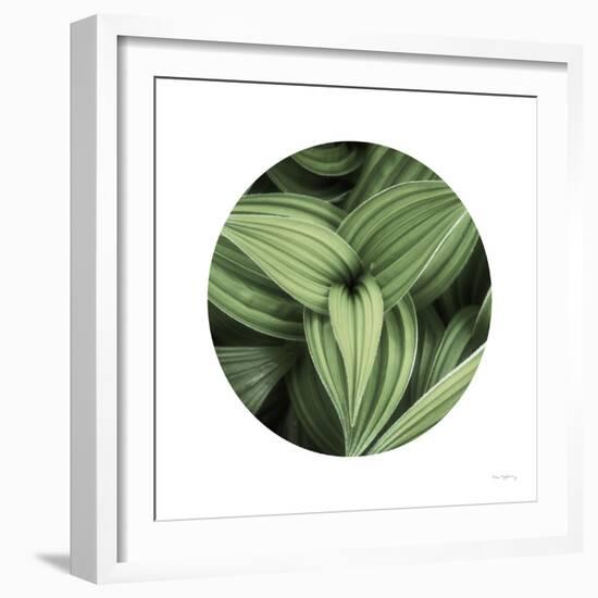 Corn Lily Circle II-Alan Majchrowicz-Framed Photographic Print