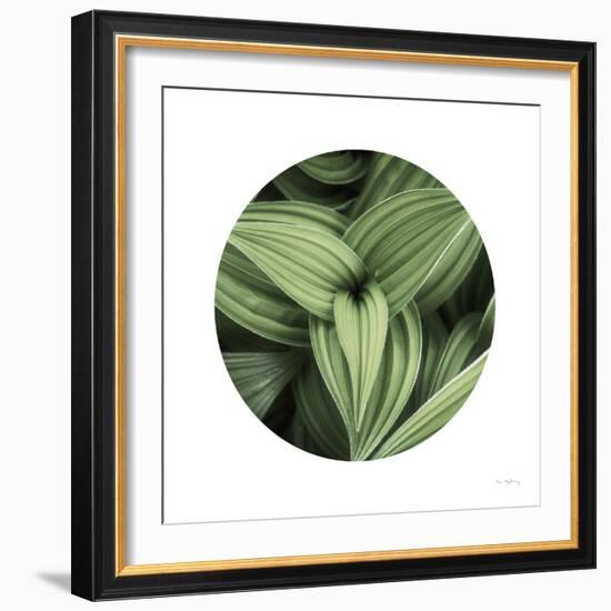 Corn Lily Circle II-Alan Majchrowicz-Framed Photographic Print