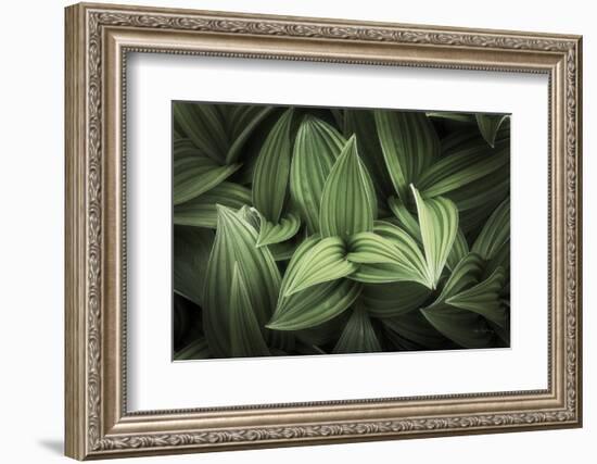 Corn Lily I-Alan Majchrowicz-Framed Photographic Print