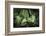 Corn Lily I-Alan Majchrowicz-Framed Photographic Print