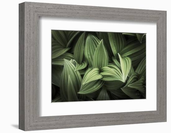 Corn Lily I-Alan Majchrowicz-Framed Photographic Print