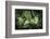 Corn Lily I-Alan Majchrowicz-Framed Photographic Print