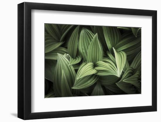 Corn Lily I-Alan Majchrowicz-Framed Photographic Print