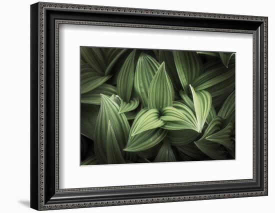 Corn Lily I-Alan Majchrowicz-Framed Photographic Print