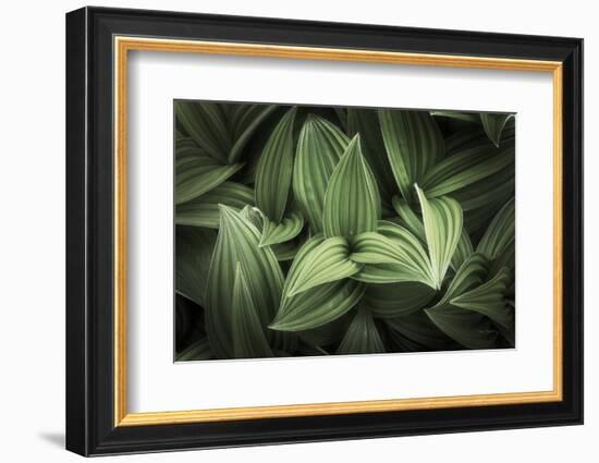 Corn Lily I-Alan Majchrowicz-Framed Photographic Print