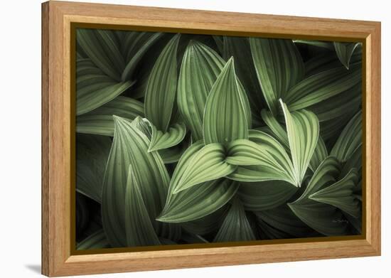 Corn Lily I-Alan Majchrowicz-Framed Premier Image Canvas