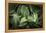 Corn Lily I-Alan Majchrowicz-Framed Premier Image Canvas