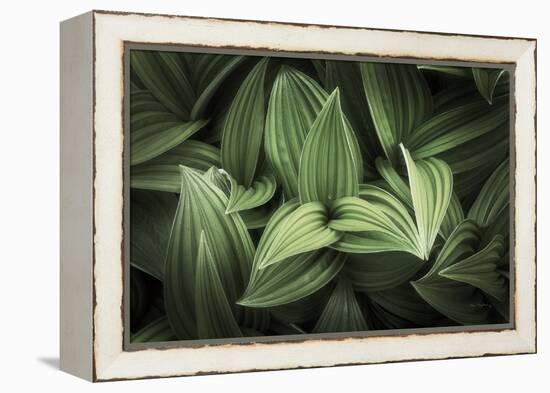 Corn Lily I-Alan Majchrowicz-Framed Premier Image Canvas