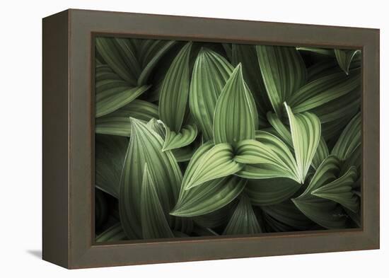 Corn Lily I-Alan Majchrowicz-Framed Premier Image Canvas