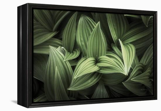 Corn Lily I-Alan Majchrowicz-Framed Premier Image Canvas