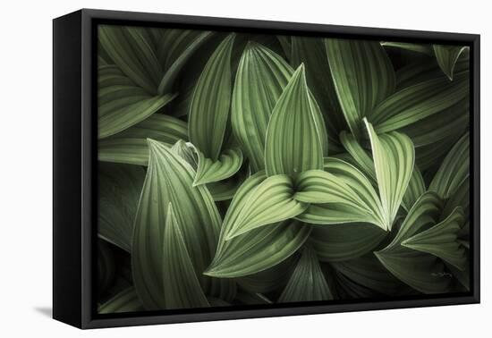 Corn Lily I-Alan Majchrowicz-Framed Premier Image Canvas