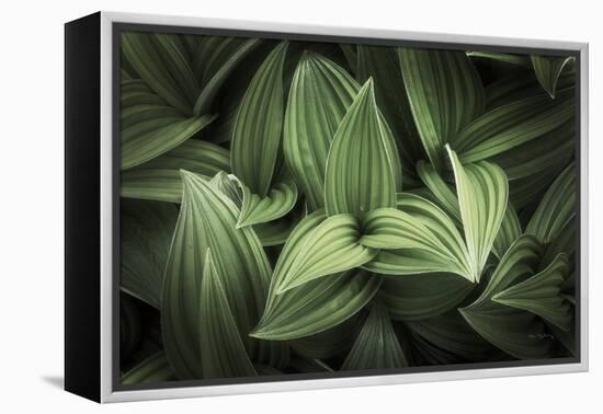 Corn Lily I-Alan Majchrowicz-Framed Premier Image Canvas