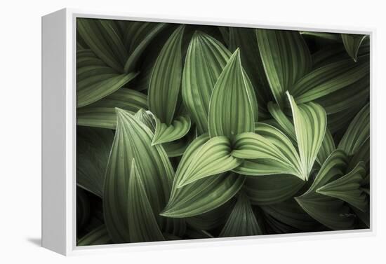 Corn Lily I-Alan Majchrowicz-Framed Premier Image Canvas