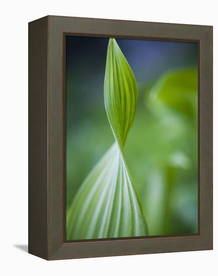 Corn Lily, Mount Baker-Snoqualmie National Forest, Washington.-Ethan Welty-Framed Premier Image Canvas