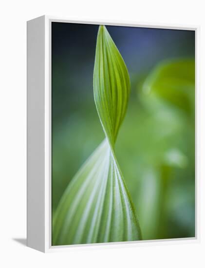Corn Lily, Mount Baker-Snoqualmie National Forest, Washington.-Ethan Welty-Framed Premier Image Canvas