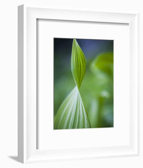 Corn Lily, Mount Baker-Snoqualmie National Forest, Washington.-Ethan Welty-Framed Photographic Print