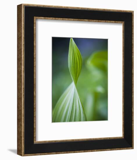 Corn Lily, Mount Baker-Snoqualmie National Forest, Washington.-Ethan Welty-Framed Photographic Print