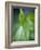 Corn Lily, Mount Baker-Snoqualmie National Forest, Washington.-Ethan Welty-Framed Photographic Print