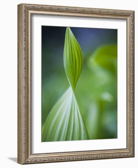 Corn Lily, Mount Baker-Snoqualmie National Forest, Washington.-Ethan Welty-Framed Photographic Print