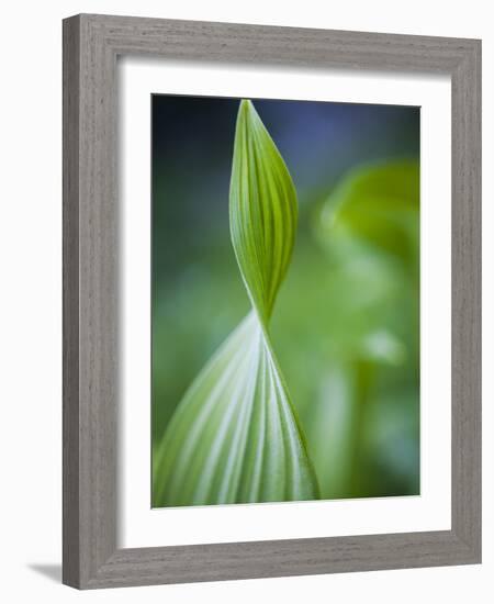 Corn Lily, Mount Baker-Snoqualmie National Forest, Washington.-Ethan Welty-Framed Photographic Print