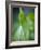 Corn Lily, Mount Baker-Snoqualmie National Forest, Washington.-Ethan Welty-Framed Photographic Print