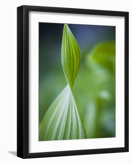 Corn Lily, Mount Baker-Snoqualmie National Forest, Washington.-Ethan Welty-Framed Photographic Print