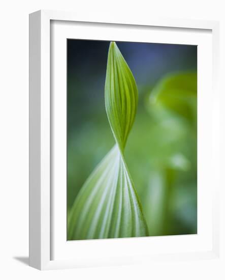 Corn Lily, Mount Baker-Snoqualmie National Forest, Washington.-Ethan Welty-Framed Photographic Print