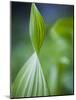 Corn Lily, Mount Baker-Snoqualmie National Forest, Washington.-Ethan Welty-Mounted Photographic Print