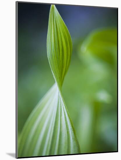 Corn Lily, Mount Baker-Snoqualmie National Forest, Washington.-Ethan Welty-Mounted Photographic Print