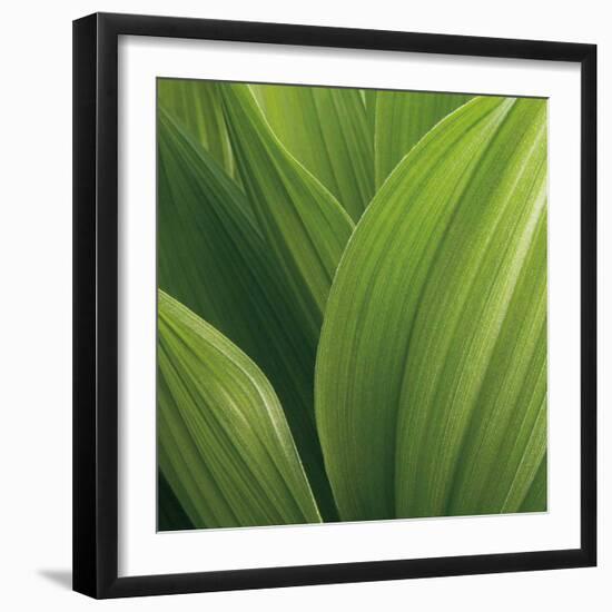 Corn Lily-Jan Bell-Framed Art Print