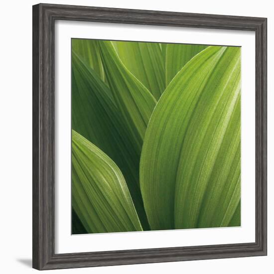 Corn Lily-Jan Bell-Framed Art Print