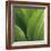 Corn Lily-Jan Bell-Framed Art Print