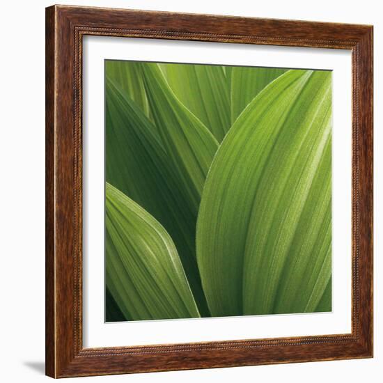 Corn Lily-Jan Bell-Framed Art Print