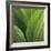 Corn Lily-Jan Bell-Framed Art Print