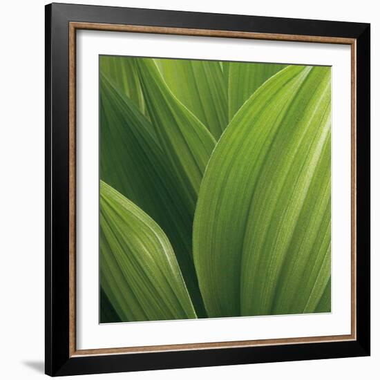 Corn Lily-Jan Bell-Framed Art Print