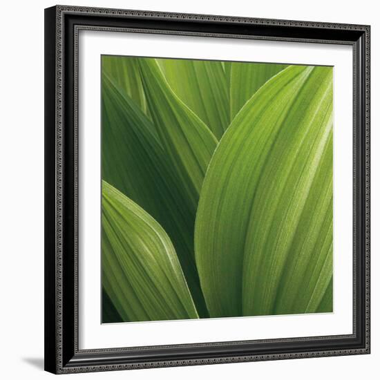 Corn Lily-Jan Bell-Framed Art Print