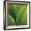 Corn Lily-Jan Bell-Framed Art Print