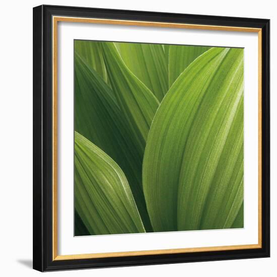 Corn Lily-Jan Bell-Framed Art Print