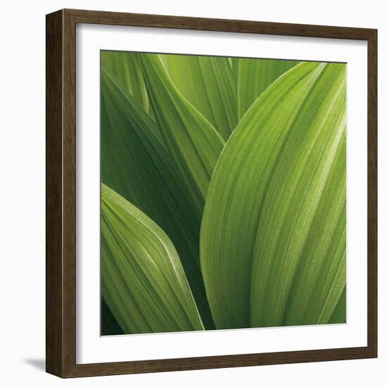 Corn Lily-Jan Bell-Framed Art Print