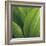 Corn Lily-Jan Bell-Framed Photographic Print