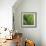 Corn Lily-Jan Bell-Framed Photographic Print displayed on a wall