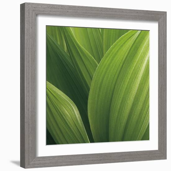 Corn Lily-Jan Bell-Framed Photographic Print