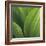 Corn Lily-Jan Bell-Framed Photographic Print