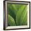 Corn Lily-Jan Bell-Framed Photographic Print