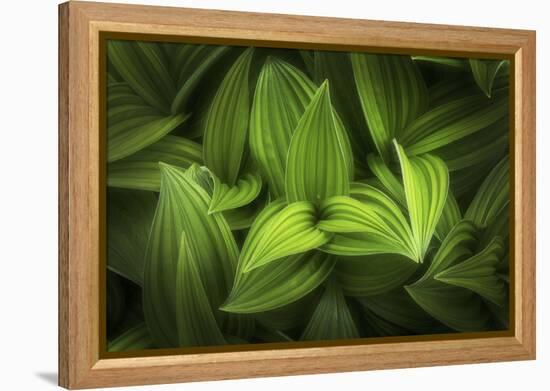 Corn lily-Alan Majchrowicz-Framed Premier Image Canvas
