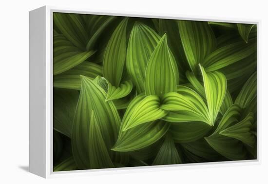 Corn lily-Alan Majchrowicz-Framed Premier Image Canvas